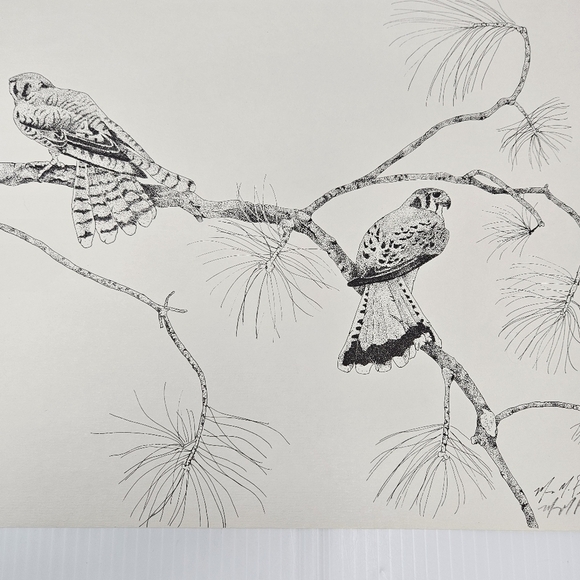 Harris Hawk Bird Art Prints Numbered & Artist Signed Wildlife Set Of 3 - Picture 13 of 16